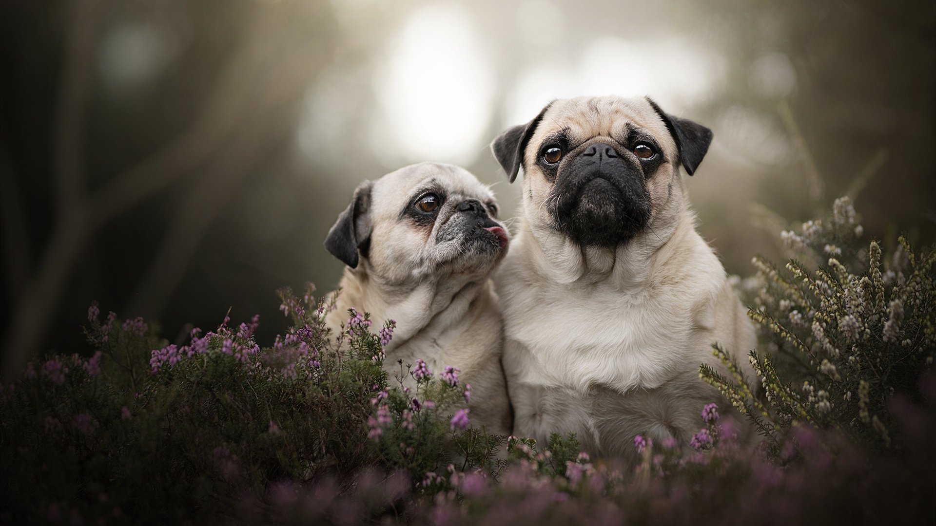 裁判评分系统实现视频多角度精准回放，裁判评分技巧