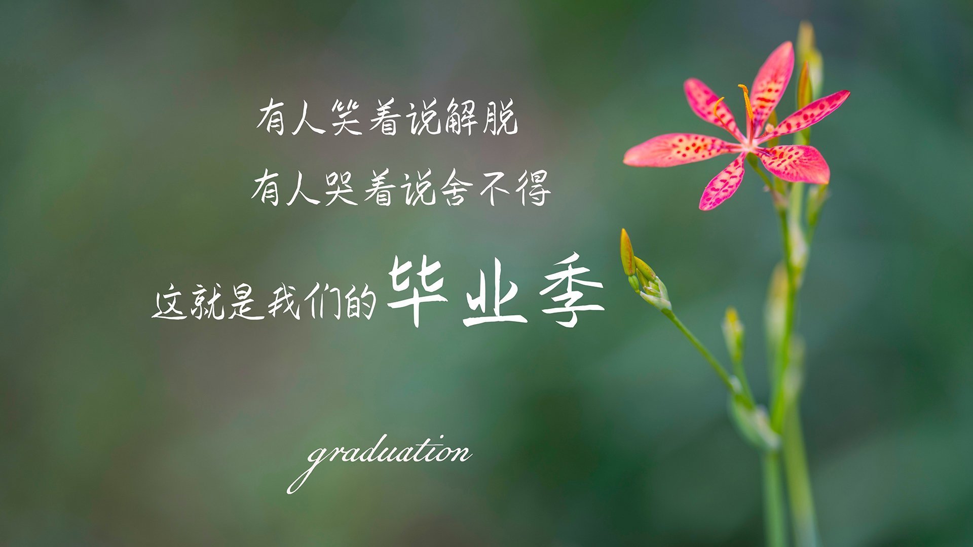 加拿大队赛制剖析:在团体赛制下如何应对多变的比赛环境,加拿大队伍